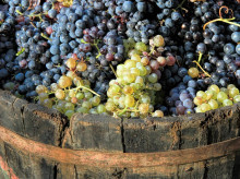 espana/castilla-la-mancha/20260806/alarma-gran-bodega-espana-uva-encoge-pone-jaque-vendimia_447301