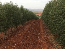 campo-y-caza/20260809/prohibido-recoger-aceitunas-noche-aves-migratorias-tengan-cobijo-alimento_447507