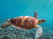 espana/andalucia/20260812/historia-tortuga-boba-intento-anidar-playa-cuyo-regreso-espera-todo-almunecar_448771