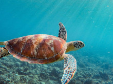 espana/andalucia/20260812/historia-tortuga-boba-intento-anidar-playa-cuyo-regreso-espera-todo-almunecar_448771