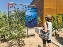 espana/madrid/20260815/gran-azul-muestra-gratuita-aire-libre-descubrir-naturaleza-marina-pleno-madrid_448484