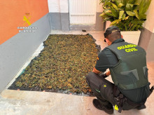 espana/comunidad-valenciana/20260817/descubren-141-plantas-marihuana-ocultas-negocio-segunda-mano-burriana_450116