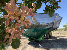 espana/castilla-y-leon/20260819/campos-castilla-leon-tinen-verde-gracias-nuevo-cultivo-llegado-quedarse_450180
