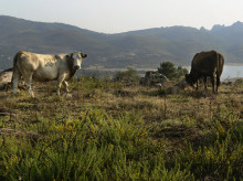 campo-y-caza/20260818/coag-alerta-sequia-seca-norte-espana-dejando-vacuno-hierba-agosto_450233