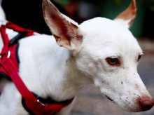 espana/la-voz-de-cordoba/sociedad/20260818/casi-centenar-perros-recogidos-diputacion-cordoba-encontrado-nueva-familia_450277