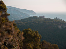 campo-y-caza/20260820/defensa-singularidad-forestal-mediterranea_450281