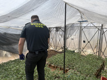 espana/la-voz-de-cordoba/actualidad/20260819/guardia-civil-desmantela-plantacion-1600-plantas-marihuana-pozoblanco_450647