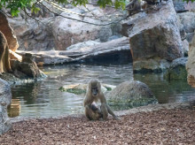 espana/comunidad-valenciana/20260821/segundo-bebe-dril-este-verano-consolida-exito-bioparc-valencia-salvar-este-poco-conocido-primate_451086