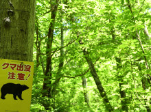 sociedad/sociedad-medio-ambiente/20260823/turista-extranjero-atacado-oso-cerca-popular-lago-noreste-japon_451565