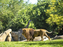 espana/comunidad-valenciana/20260825/bioparc-valencia-ratifica-elite-mundial-10-mejores-atracciones-turisticas-tripadvisor_451937