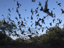 espana/madrid/20260827/fauna-madrilena-entra-ia-quince-sensores-rastrearan-pajaros-murcielagos-ciudad_452436
