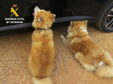 espana/baleares/20260826/imputado-maltrato-animal-dos-perros-pesimas-condiciones-profunda-herida-cuello_452499