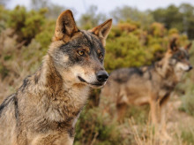 campo-y-caza/20260903/gobierno-oculta-bruselas-censos-lobo-considerar-tecnicos-emplean-criterios-politicos_454701