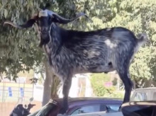 espana/baleares/20260907/cabras-mallorca-han-encontrado-sirven-coches-llegar-hojas-altas_455747