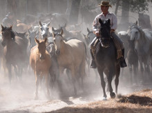 espana/andalucia/20260906/recogida-yeguas-hinojos-2026-400-yeguas-potros-cruzan-donana-este-domingo_455771
