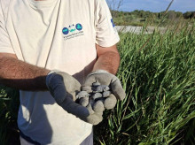 espana/comunidad-valenciana/20260906/especie-punto-extinguirse-valencia-suma-60-nuevas-crias-humedales_455876