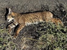 espana/castilla-la-mancha/20260907/cachorro-lince-muere-atropellado-carretera-donde-han-aparecido-otros-tres-ejemplares_456135