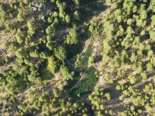 espana/castilla-la-mancha/20260908/gigantesco-vivero-marihuana-oculto-bosques-cuenca-5500-plantas-campamentos-dos-detenidos_456463