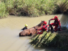 espana/comunidad-valenciana/20260913/rescatan-caballo-atrapado-estanque-cullera_458237