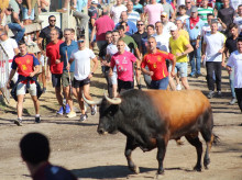 espana/castilla-y-leon/20260915/aumenta-afluencia-publico-disfrutar-campanito-toro-vega-rapido-incidentes_458947