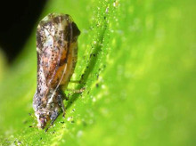 espana/comunidad-valenciana/20260919/cgc-alerta-detectar-vector-hlb-isla-rodas-obliga-redoblar-control-sobre-zonas-citricolas-turcas-griegas_460565
