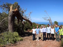 espana/baleares/20260923/racha-huracanada-158-kmh-arraso-rincon-mallorca-arranco-cientos-pinos_461169