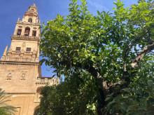 espana/la-voz-de-cordoba/actualidad/20260922/naranjos-antiguos-mezquitacatedral-rondan-150-anos_461381