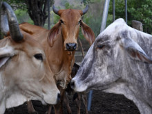 sociedad/sociedad-medio-ambiente/20260923/maiz-seco-vacas-raquiticas-sequia-nino-arrasa-centroamerica_461741