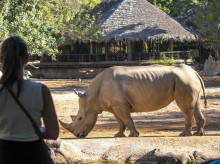 espana/comunidad-valenciana/20260923/muere-rinocerontes-bioparc-valencia_461956