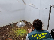 espana/comunidad-valenciana/20260925/intervienen-200-reptiles-empresa-envios-valencia-vendia-ferias-europeas_462763