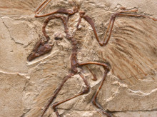 ciencia/20261005/misterio-origen-animales-podrian-haber-aparecido-mucho-antes-pensaba_466038