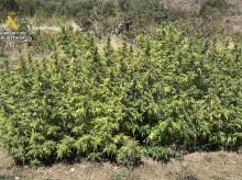 espana/20261006/intervenidas-siete-plantaciones-marihuana-alrededores-logrono_466588