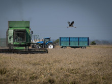 campo-y-caza/20261009/dos-victorias-clave-arroceros-supervivencia-cultivo-ante-incompetencia-politica_467711