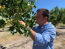 espana/castilla-y-leon/20261012/mayor-productor-pistacho-castilla-leon-cuestiona-mito-oro-verde-te-pasas-anos-recoger-nada_467928