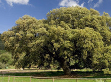 espana/andalucia/sevilla/20261011/arbol-400-anos-batio-record-guinness-convirtio-simbolo-pueblo-sevilla_468047