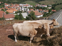 campo-y-caza/20261010/desarme-ganadero-espana-desaparecen-27000-explotaciones-45-millones-animales-desde-2020_468015