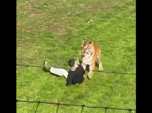 sociedad/20261011/hombre-muere-atacado-tigre-entrar-recinto-zoo-inglaterra_468494