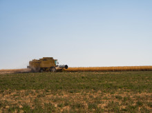 espana/castilla-y-leon/20261014/alternativa-cereal-abre-paso-castilla-leon-conquista-cada-vez-hectareas_468709