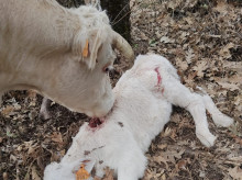 campo-y-caza/20261013/gestion-ideologica-lobo-hace-sangre-ganadero-cinco-ataques-12-dias-no-son-convivencia_468958