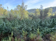 espana/comunidad-valenciana/20261015/guardia-civil-descubre-dos-bosques-marihuana-pueblo-castellon_470039