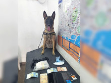 espana/comunidad-valenciana/20261016/kata-perra-policia-lleva-cabeza-delincuentes-alicante_470459