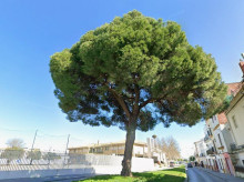 espana/andalucia/sevilla/20261017/pino-palacios-sevilla-lleva-casi-seis-anos-esperando-reconocimiento-oficial_470663