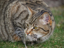 sociedad/sociedad-medio-ambiente/20261025/australia-declara-guerra-gatos-sacrificios-masivos-toques-queda-proteger-fauna_471805