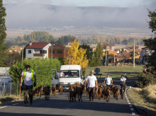 espana/castilla-y-leon/20261022/montanas-gredos-calles-madrid-trashumancia-raza-unica-menos-300-ejemplares_471842