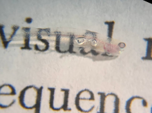 sociedad/20261030/extrano-pez-invisible-servido-crear-primer-mapa-unicelular-cuerpo-vertebrado_475584