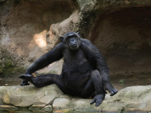 ciencia/20261031/chimpances-no-podrian-desarrollar-cerebro-humano-culpa-virus-les-infecto-hace-millones-anos_475695