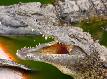 sociedad/20260308/australia-alerta-hay-cocodrilos-todas-partes-norte-pais-debido-inundaciones_393456