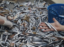 espana/la-voz-de-cordoba/sociedad/20260901/universidad-cordoba-encuentra-coctel-81-contaminantes-peces-llegan-nuestra-mesa_454022