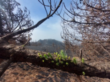 sociedad/sociedad-medio-ambiente/20260922/estudio-vincula-erupcion-volcan-palma-efectos-respiratorios_461580