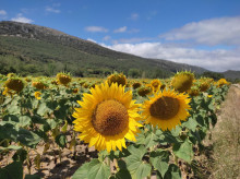 espana/la-voz-de-cordoba/economia/20260808/girasol-arranca-cordoba-mejores-campanas-precios-superiores-media_447867